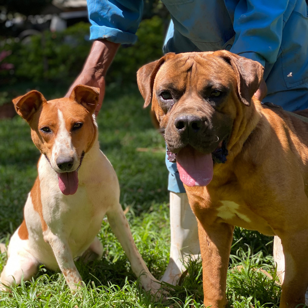 The Best Way To Care For Your Pet Dog In Kenya: A Complete Guide